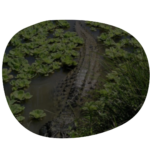 Manu-Inca Trail Land