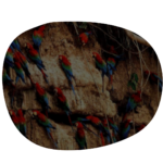 Manu-Inca Trail Land